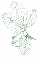 Beech Tree Leaf